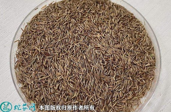 鼠茅草种子价格多少钱一斤？2023年...