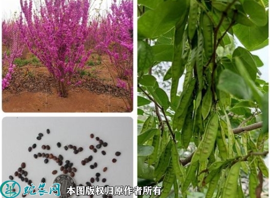 紫荆花种子价格多少钱一斤？2023年...