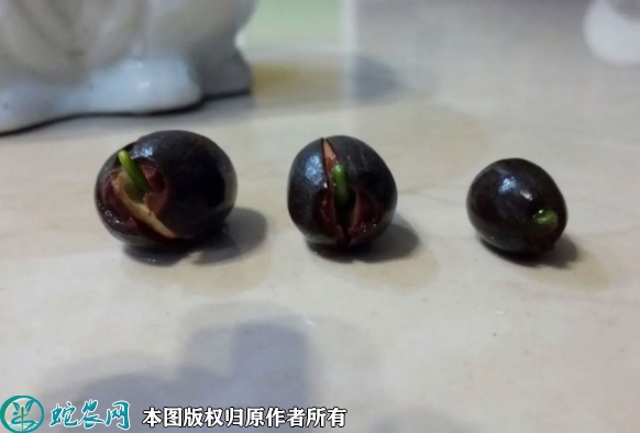 碗莲种子价格多少钱一斤？2023年3...