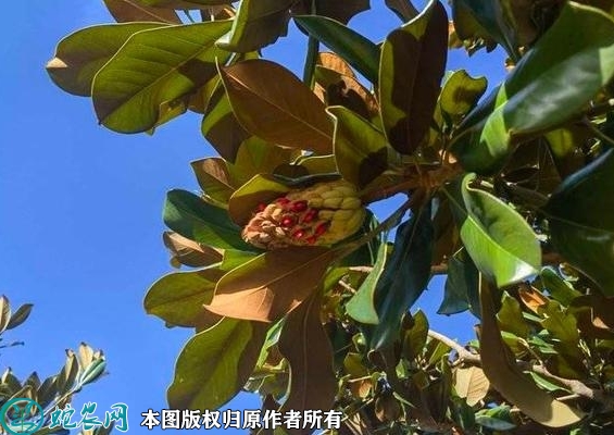 玉兰种子价格多少钱一斤？2023年3...