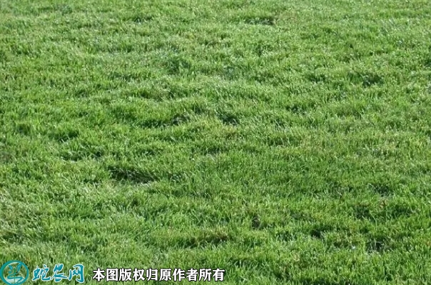 剪股颖种子价格多少钱一斤？2023年...