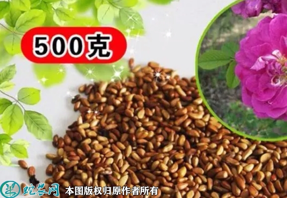 刺玫种子价格多少钱一斤？2023年3...