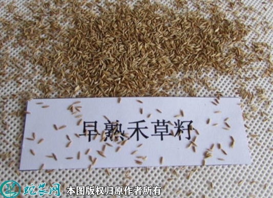 早熟禾种子价格多少钱一斤？2023年...