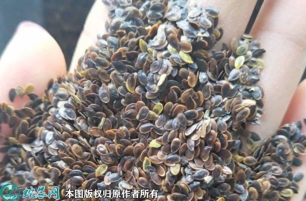 蓝花亚麻种子价格多少钱一斤？2023...