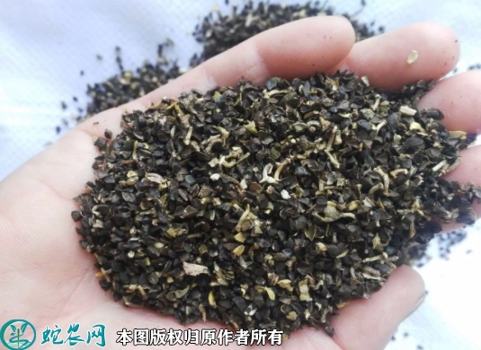 火炬花种子价格多少钱一斤？2023年...