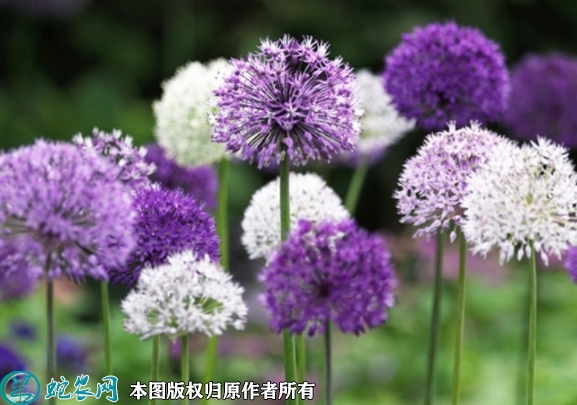 大花葱种子价格多少钱一斤？2023年...