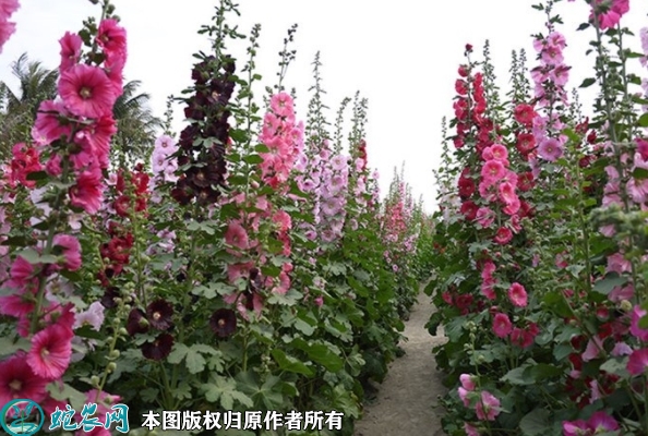 蜀葵种子价格多少钱一斤？2023年3...