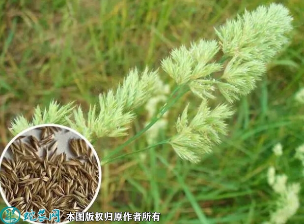 鸭茅种子价格多少钱一斤？2023年3...