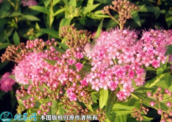 绣线菊种子价格多少钱一斤？2023年...