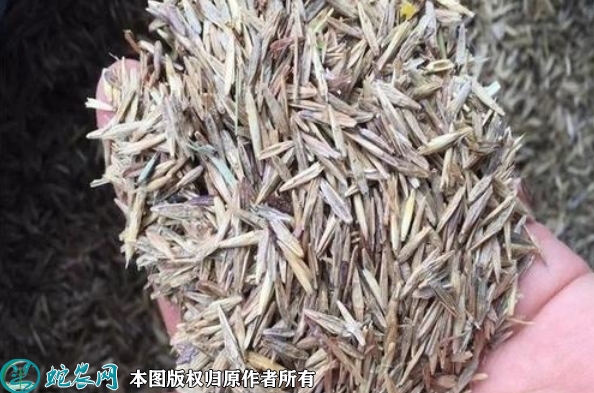 无芒雀麦种子价格多少钱一斤？2023...