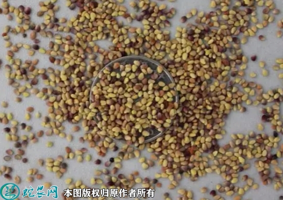 红车轴草种子价格多少钱一斤？2023...