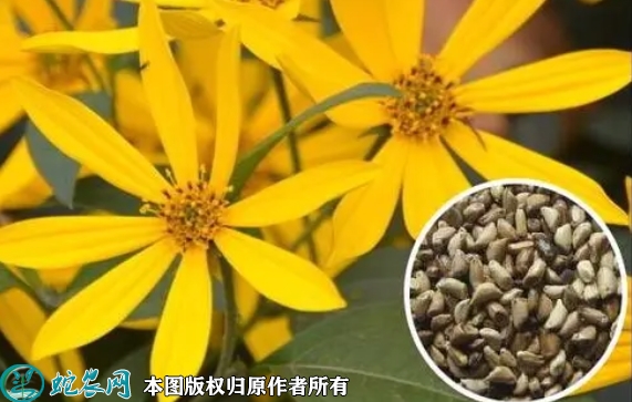 串叶松香草种子价格多少钱一斤？202...