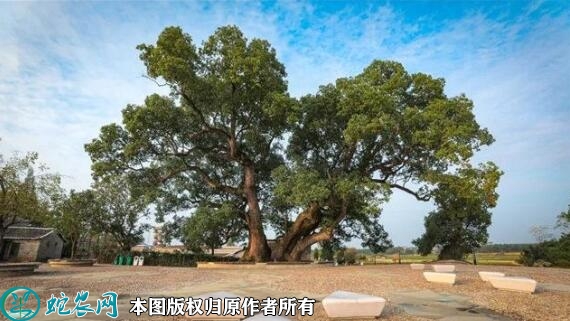 农民日报：“古树保护与和美乡村建设”...