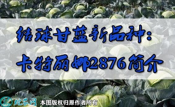 结球甘蓝新品种：卡特丽娜2876简介