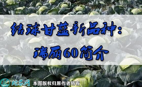 结球甘蓝新品种：瑞丽60简介