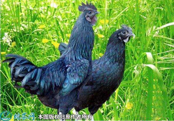 荆门黑羽绿壳蛋鸡图片品种介绍