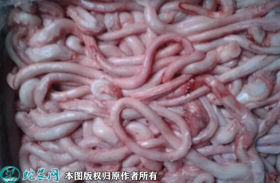 猪鞭价格多少钱一斤？2023年6月今...