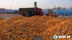中国玉米即将和国际市场接轨！这样对我...
