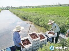 小龙虾价格“断崖式下跌”已过！小龙虾...
