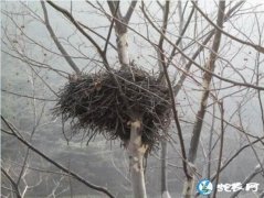 农村有人爱去收集喜鹊窝，喜鹊窝有什么...