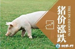 非洲猪瘟控制效果明显！市场猪价一直不...