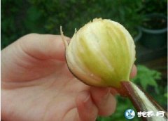 无花果怎么吃？吃新鲜的无花果需要剥皮...