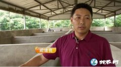 安徽养猪牛人阚绪良-悟出赚钱门道！靠...