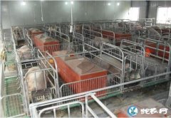 养猪补贴：农业部已经开始部署生猪生产...