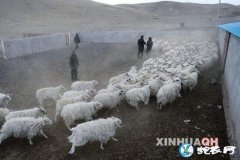 宁夏”四爪“：加快生态循环畜牧业发展...