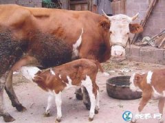 牛犊、牛犊的饲养与管理、牛犊子价格？