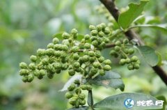 怎样种青花椒？看建筑商王宪昌是如何返...