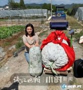 447.8斤重冬瓜！世界上最大的冬瓜...