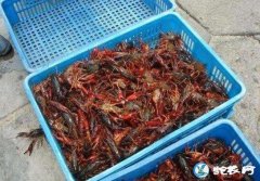2019年10月17日小龙虾价格行情...