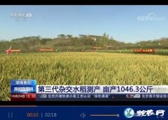第三代杂交水稻亩产突破1000公斤、...
