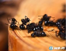 2019年11月4日蚂蚁价格行情、今...