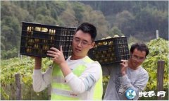 广西融安农民靠6000多亩罗汉果脱贫...