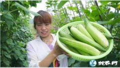 2019年11月6日黄瓜价格行情、今...