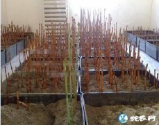 天麻怎么种植、室内人工栽培天麻技术