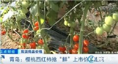 青岛樱桃西红柿抢“鲜”上市价格走高、...