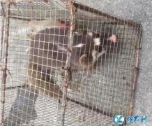 广东人最爱吃的野味果子狸！看看整个制...