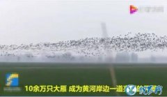 万只天鹅安徽藕塘越冬！可怜农户十万斤...