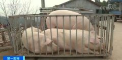 猪肉价格连续回落、四川安岳鼓励选留优...