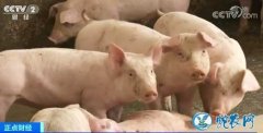 农业农村部严厉打击“炒猪”行为！实行...