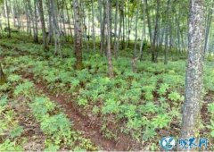 天麻种植、天麻如何管理才能高产？