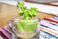 印度研究培育出“微型蔬菜”！改良后的...