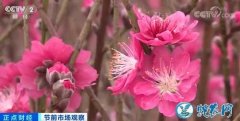广东顺德：连杜赏桃花、品桃宴、迎大年...
