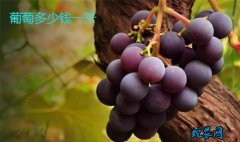 2020年1月18日葡萄价格行情、今...