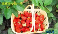 2020年1月18日草莓价格行情、今...