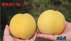 2020年1月18日黄桃价格行情、今...