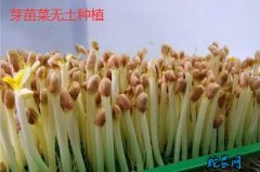 芽苗菜无土种植、各种无土芽苗菜栽培技...